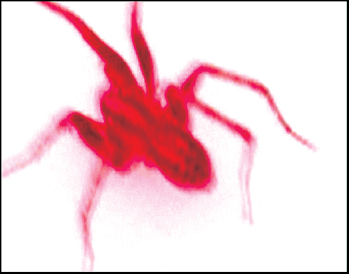 паук